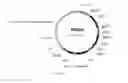 Fig. 19 - UDP-glycosyltransferases
