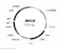 Fig. 26 - UDP-glycosyltransferases