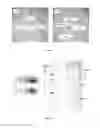 Fig. 02 - Mutant Yeast Strain Capable of Degrading Cellobiose