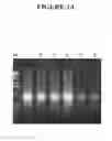 Fig. 07 - Methods, compositions, and kits for generating rRNA-depleted samples or isolating rRNA from samples