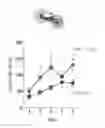 Fig. 01 - Use and production of CHD8+/− transgenic animals with behavioral phenotypes characteristic of autism spectrum disorder