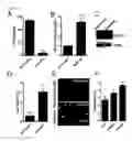 Fig. 02 - Pericyte Long Non-Coding RNAs