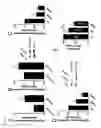 Fig. 06 - Pericyte Long Non-Coding RNAs