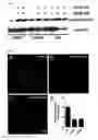 Fig. 08 - Pericyte Long Non-Coding RNAs