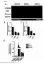 Fig. 09 - Pericyte Long Non-Coding RNAs
