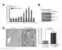Fig. 01 - APPLICATION OF SYK SERVING AS THERAPEUTIC TARGET FOR HEPATIC FIBROSIS/HEPATIC CIRRHOSIS