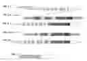 Fig. 06 - TOOLS AND METHODS FOR USING CELL DIVISION LOCI TO CONTROL PROLIFERATION OF CELLS