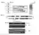Fig. 07 - TOOLS AND METHODS FOR USING CELL DIVISION LOCI TO CONTROL PROLIFERATION OF CELLS