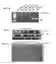 Fig. 08 - TOOLS AND METHODS FOR USING CELL DIVISION LOCI TO CONTROL PROLIFERATION OF CELLS