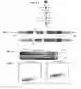 Fig. 09 - TOOLS AND METHODS FOR USING CELL DIVISION LOCI TO CONTROL PROLIFERATION OF CELLS