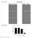 Fig. 29 - TOOLS AND METHODS FOR USING CELL DIVISION LOCI TO CONTROL PROLIFERATION OF CELLS