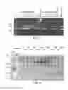 Fig. 07 - Collagen producing plants and methods of generating and using same