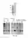 Fig. 08 - Collagen producing plants and methods of generating and using same