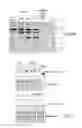 Fig. 09 - Collagen producing plants and methods of generating and using same