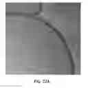Fig. 22 - Nucleic acid-containing lipid particles and related methods