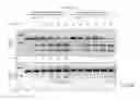 Fig. 06 - Methods and compositions for RNA-directed target DNA modification