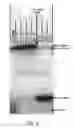 Fig. 03 - Microfluidic device for characterzing polynucleotides