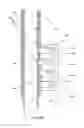 Fig. 16 - Adjustable ladders, ladder components and related methods