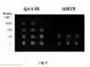 Fig. 07 - Microarray slides that enhance fluorescent signals via plasmonic interaction