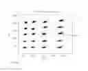 Fig. 08 - Managing variation in spectroscopic intensity measurements through the use of a reference component