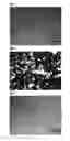 Fig. 02 - Method for evaluating cellulose nanofiber dispersion