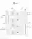 Fig. 07 - Liquid crystal display
