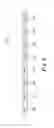 Fig. 06 - Apparatuses including multiple read modes and methods for same