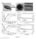 Fig. 06 - Solvated graphene frameworks as high-performance anodes for lithium-ion batteries