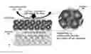 Fig. 01 - Method for supplying molten carbonate fuel cell with electrolyte and molten carbonate fuel cell using the same
