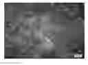 Fig. 01 - Instant processed meat product and method for producing same
