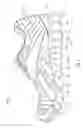 Fig. 02 - Sole with projections and article of footwear