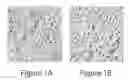 Fig. 02 - Methods And Compositions For Modifying Sensorial Perception