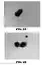 Fig. 05 - Hydrogel microparticle scaffold with gradients of degradability and methods thereof