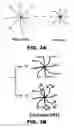 Fig. 07 - Hydrogel microparticle scaffold with gradients of degradability and methods thereof