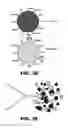 Fig. 09 - Hydrogel microparticle scaffold with gradients of degradability and methods thereof