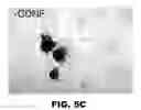 Fig. 12 - Hydrogel microparticle scaffold with gradients of degradability and methods thereof