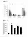 Fig. 05 - THERAPEUTIC AGENT FOR CHRONIC RESPIRATORY DISEASE AND COMPOSITION FOR INHIBITING CARDIAC FIBROSIS
