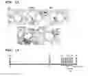 Fig. 07 - THERAPEUTIC AGENT FOR CHRONIC RESPIRATORY DISEASE AND COMPOSITION FOR INHIBITING CARDIAC FIBROSIS