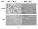 Fig. 04 - USES OF AND METHODS OF TREATMENT WITH CYSTATHIONINE