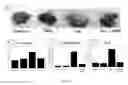 Fig. 06 - USES OF AND METHODS OF TREATMENT WITH CYSTATHIONINE