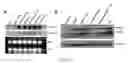 Fig. 11 - USES OF AND METHODS OF TREATMENT WITH CYSTATHIONINE