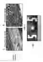 Fig. 07 - Shape memory silk materials