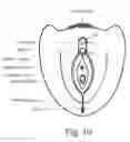 Fig. 09 - Non-invasive device and method for stimulating vulvar tissues and pelvic floor muscles for treating and improving dysfunction or disorders and probe unit used therefor