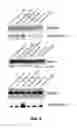 Fig. 03 - USES OF HISTONE ACETYLTRANSFERASE ACTIVATORS