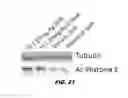 Fig. 13 - USES OF HISTONE ACETYLTRANSFERASE ACTIVATORS