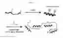 Fig. 02 - Method for preparing peptide-polymer conjugate with stabilized α-helix secondary structure and peptide-polymer conjugate prepared thereby