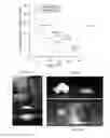 Fig. 06 - Phototunable thermoplastic elastomer hydrogel networks