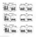 Fig. 09 - Chimeric antigen receptors targeting B-cell maturation antigen