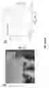Fig. 11 - Nanoporous semiconductor thin films