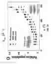 Fig. 18 - Nanoporous semiconductor thin films